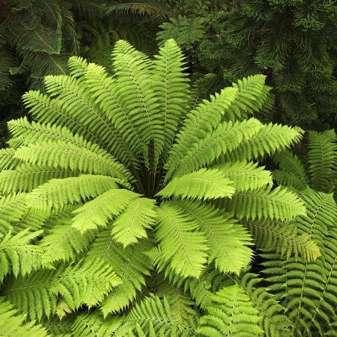 Dicksonia antarctica - Future Forests