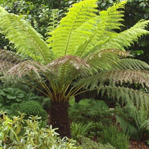 Dicksonia antarctica - Future Forests