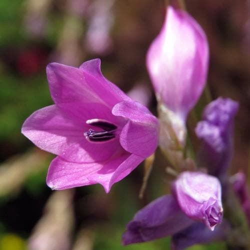 Dierama pulcherrimum - Future Forests