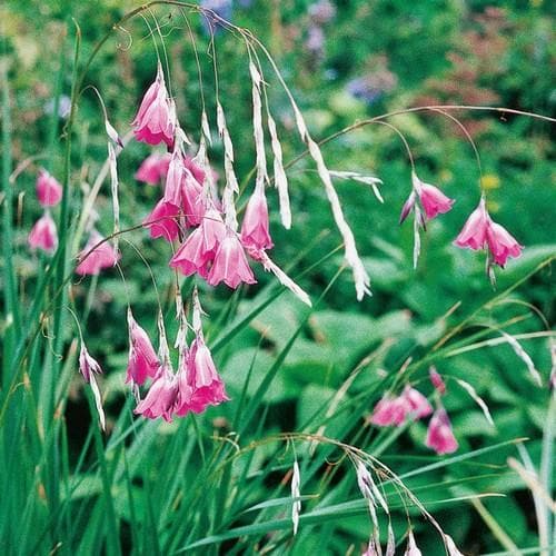 Dierama pulcherrimum - Future Forests