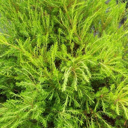 Diosma ericoides Sunset Gold - Future Forests