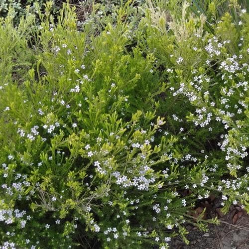 Diosma ericoides Sunset Gold - Future Forests