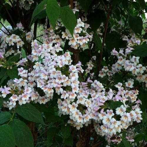 Dipelta floribunda - Future Forests