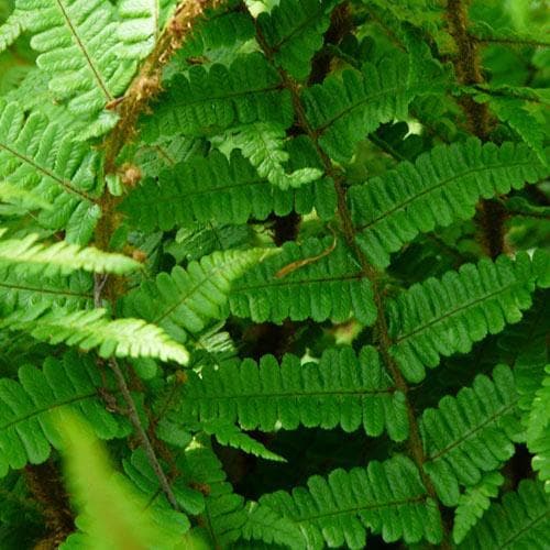 Dryopteris affinis Pinderi