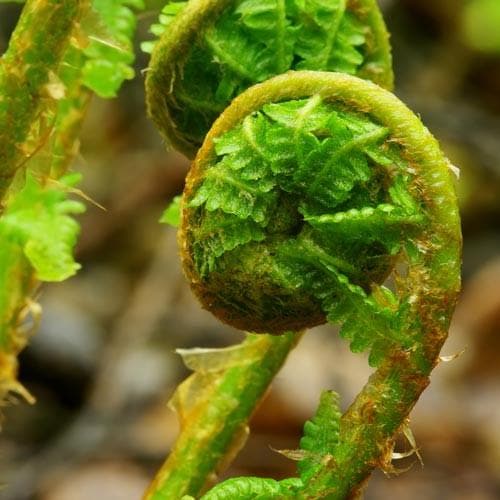 Dryopteris filix-mas - Future Forests