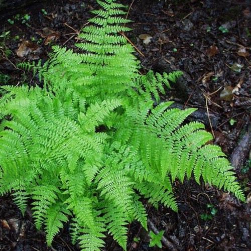 Dryopteris filix-mas - Future Forests