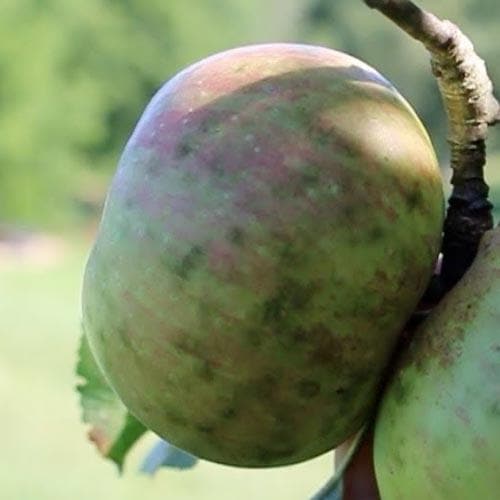 Apple Dunkerton Late Sweet - Future Forests
