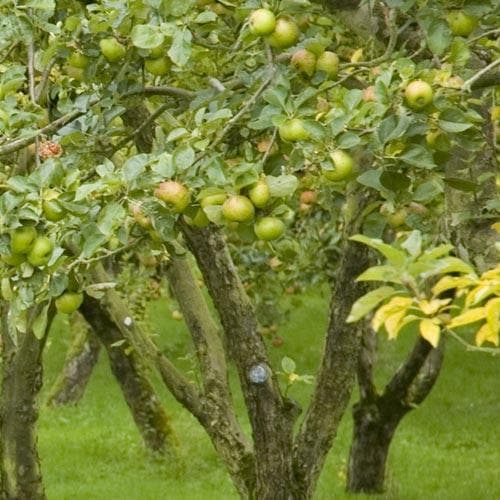 Apple Dunkerton Late Sweet - Future Forests