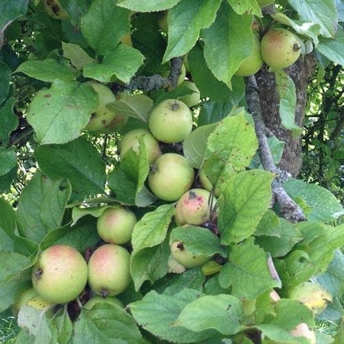 Apple Dunkerton Late Sweet - Future Forests