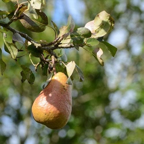 Pear Durondeau - Future Forests