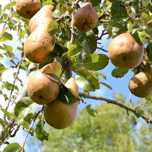 Pear Durondeau - Future Forests