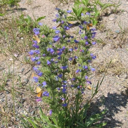 Echium vulgare - Future Forests