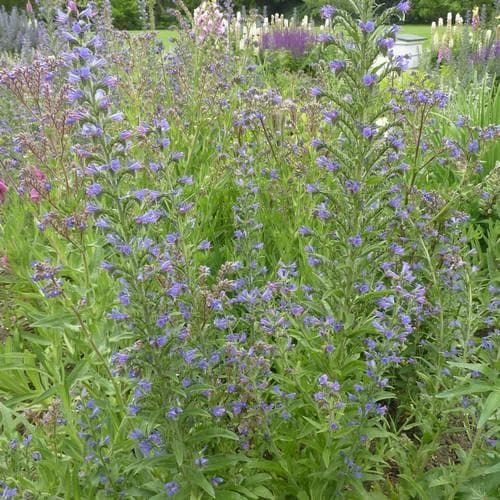 Echium vulgare - Future Forests