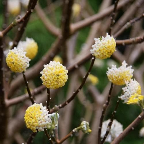 Edgeworthia chrysantha Grandiflora - Future Forests