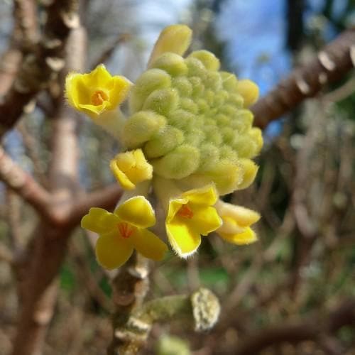 Edgeworthia chrysantha Grandiflora - Future Forests