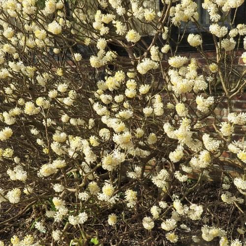 Edgeworthia chrysantha Grandiflora - Future Forests