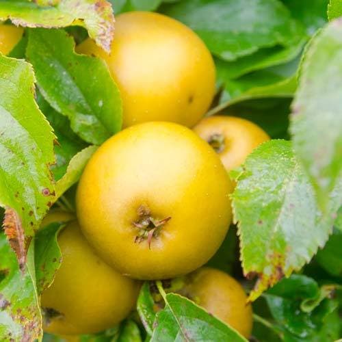 Apple Egremont Russet - Future Forests