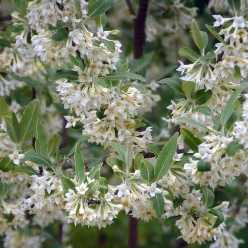 Elaeagnus umbellata - Future Forests