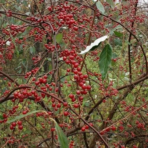 Elaeagnus umbellata - Future Forests