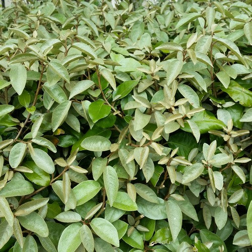 Elaeagnus x ebbingei Compacta