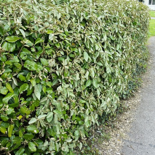 Elaeagnus x ebbingei Compacta
