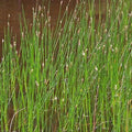 Eleocharis palustris - Common spikerush