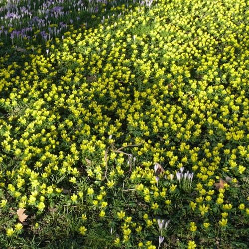Eranthis hyemalis - Winter Aconite - Future Forests