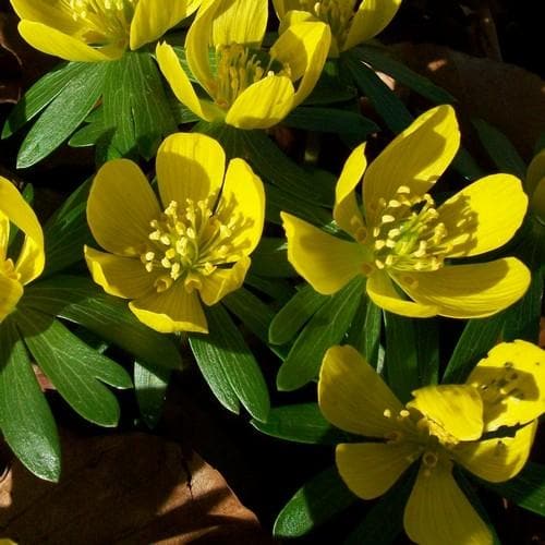 Eranthis hyemalis - Winter Aconite - Future Forests