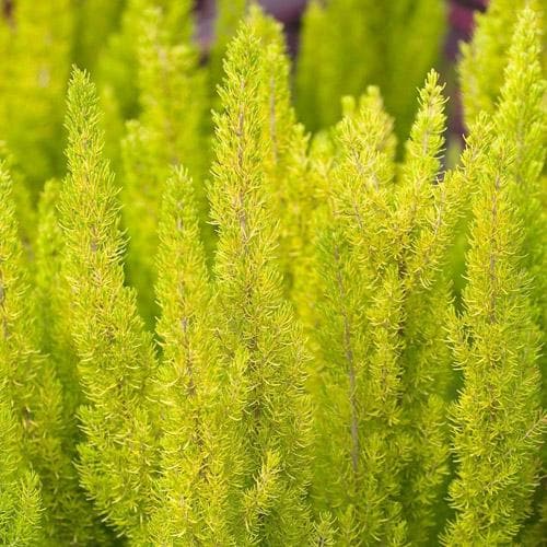 Erica arborea Albert's Gold