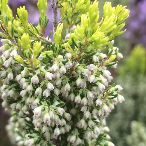 Erica arborea Albert's Gold