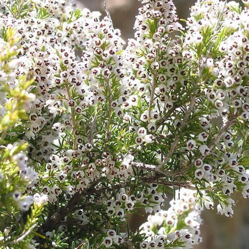 Erica arborea Albert's Gold