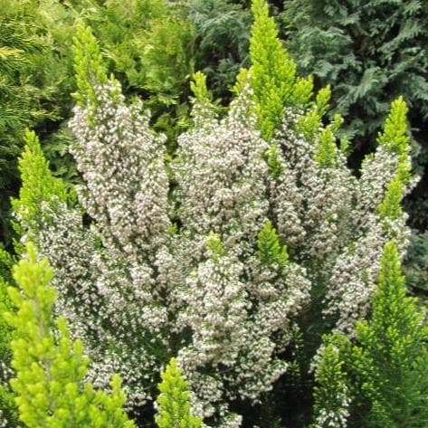 Erica arborea 'Estrella Gold'