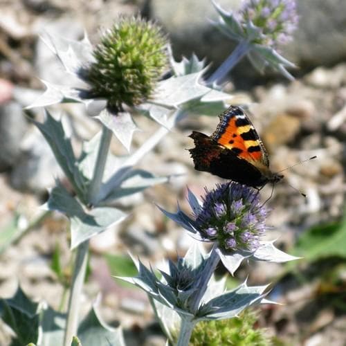 Eryngium maritimum - Future Forests