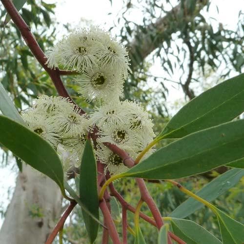 Eucalyptus coccifera - Future Forests