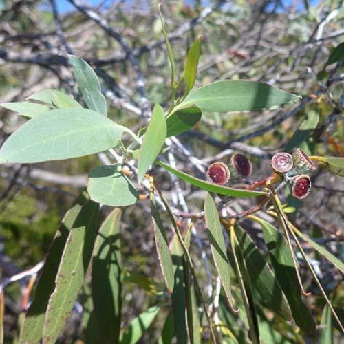 Eucalyptus coccifera - Future Forests