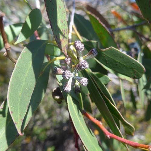 Eucalyptus coccifera - Future Forests