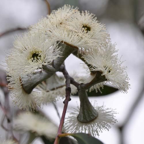 Eucalyptus coccifera - Future Forests