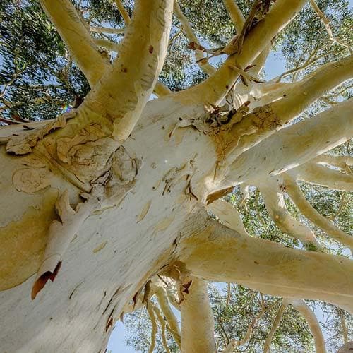Eucalyptus dalrympleana - Future Forests
