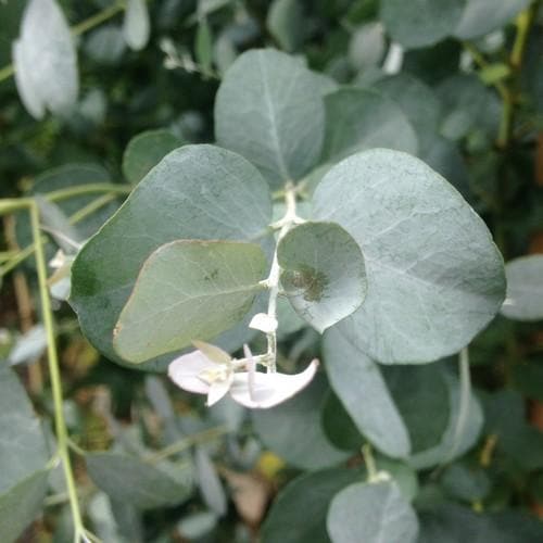 Eucalyptus gunnii - Future Forests