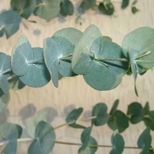 Eucalyptus glaucescens - Future Forests