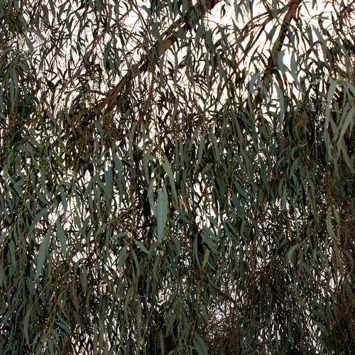 Eucalyptus nicholii - Future Forests