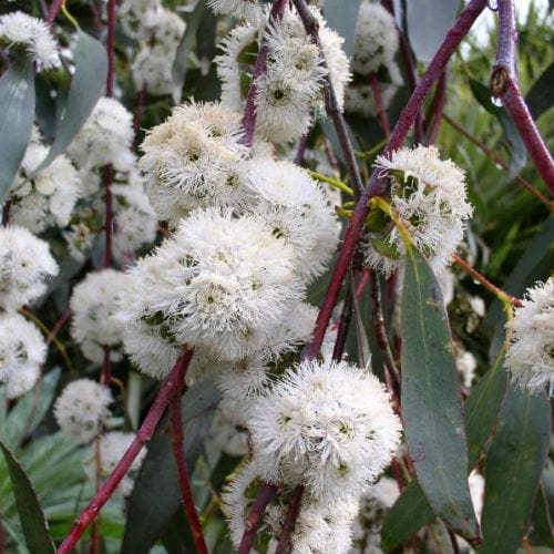 Eucalyptus niphophila - Future Forests