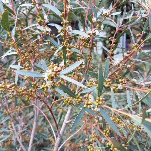 Eucalyptus parvula (parvifolia)