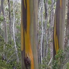 Eucalyptus subcrenulata