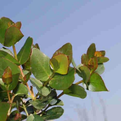 Eucalyptus subcrenulata