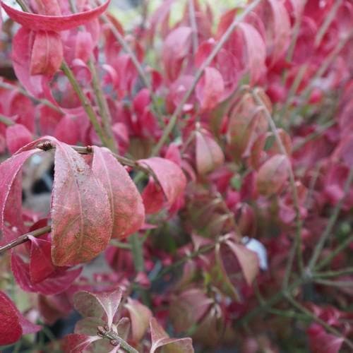 Euonymus alatus Compacta - Future Forests