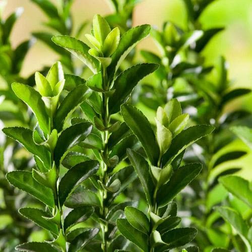 Euonymus japonicus Microphyllus