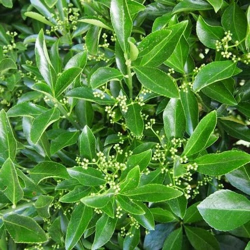 Euonymus japonicus