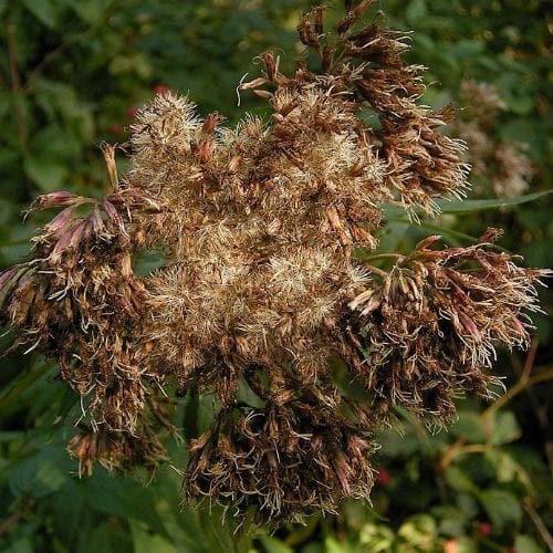 Eupatorium cannabinum - Future Forests