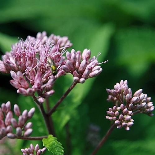 Eupatorium maculatum Purpureum - Future Forests